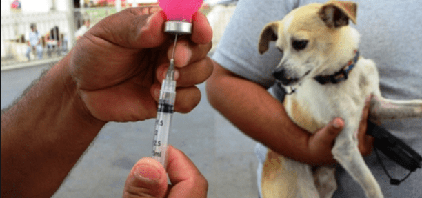 Photo of Alerta: Vacunan perros y gatos con productos apócrifos